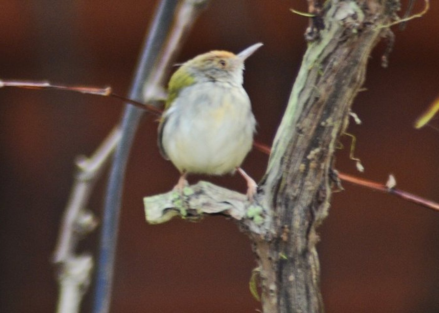 Vogelfotografie-Tour Doi Inthanon - 3