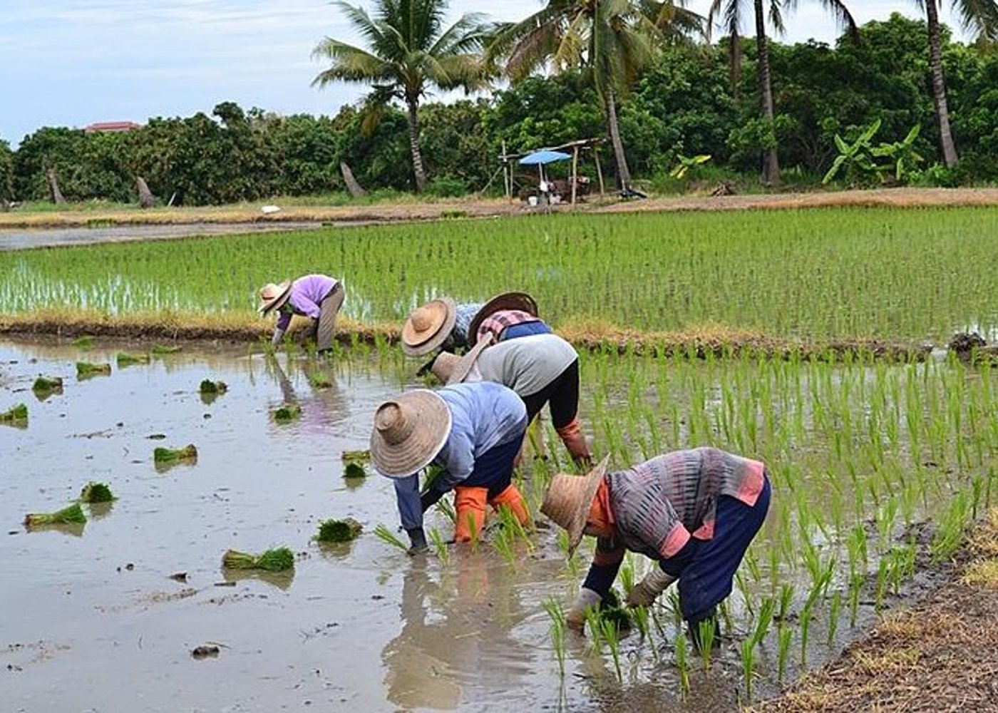 Chiangrai Rundreise Klassische Touren 3 Tage 2 Nächte - 4