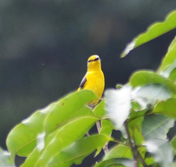Bird Watching Doi Inthanon