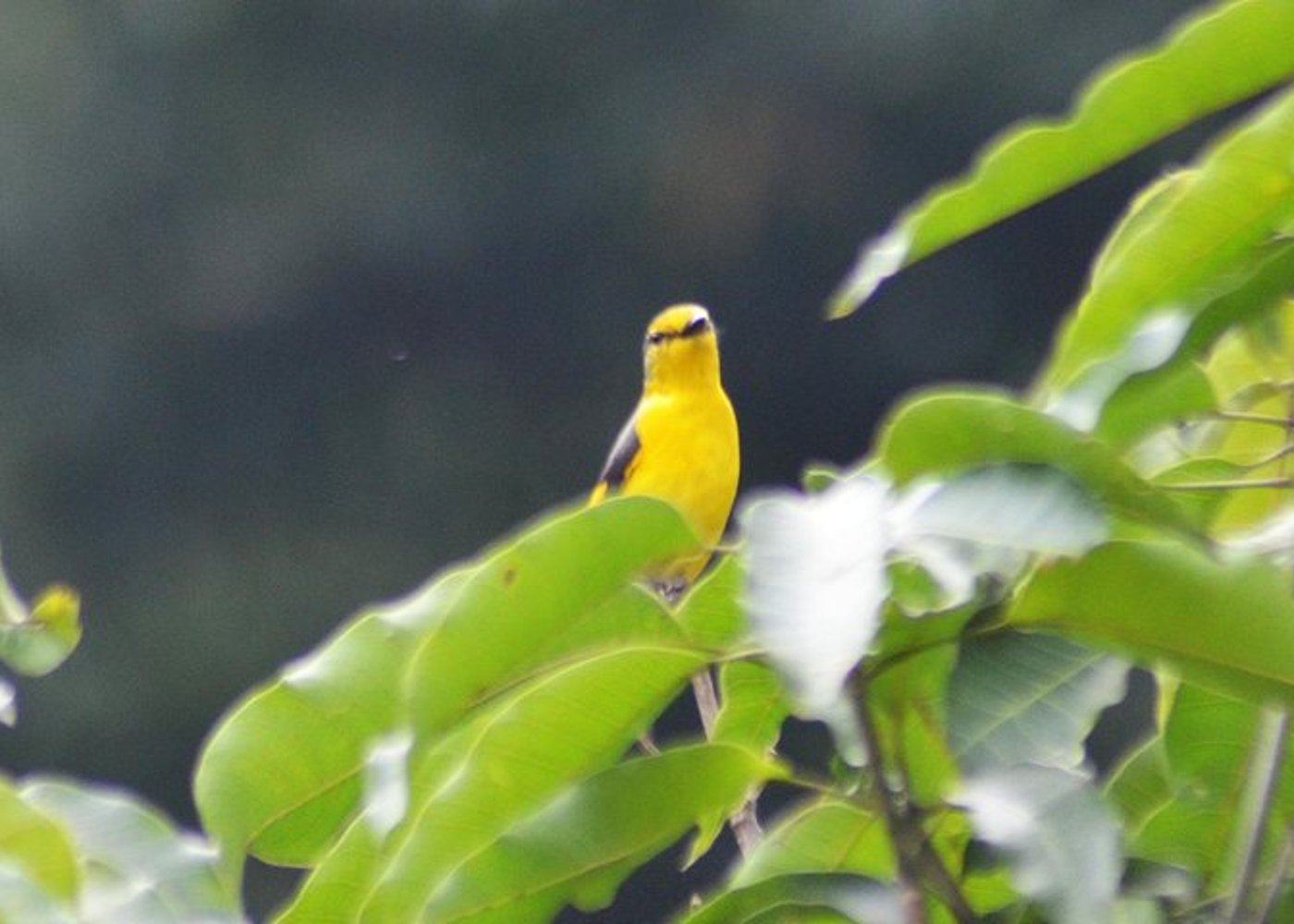 Vogelbeobachtung Doi Inthanon - 8