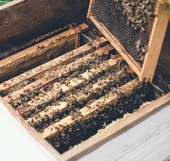 Half-day Ethnic Elephant Sanctuary and Bee Farm