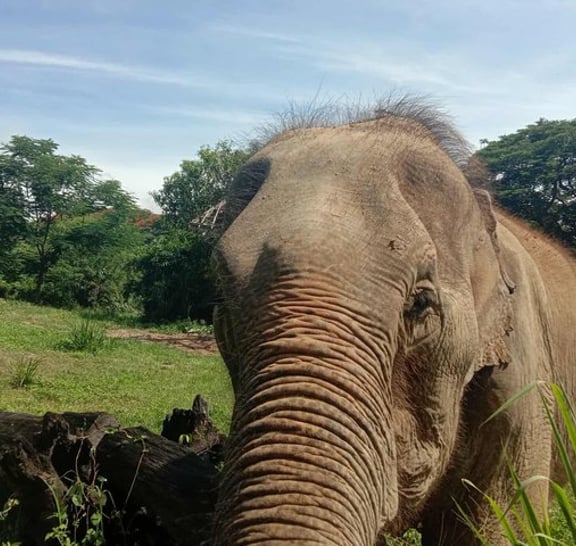 Safari trip
Elephant sanctuary
Sticky waterfall
Bamboo rafting