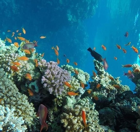 Full Day Snorkeling Trip to the Red Sea in Safaga from Luxor