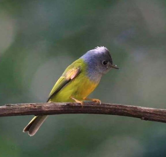 Birds Photograph Tour Doi Inthanon
