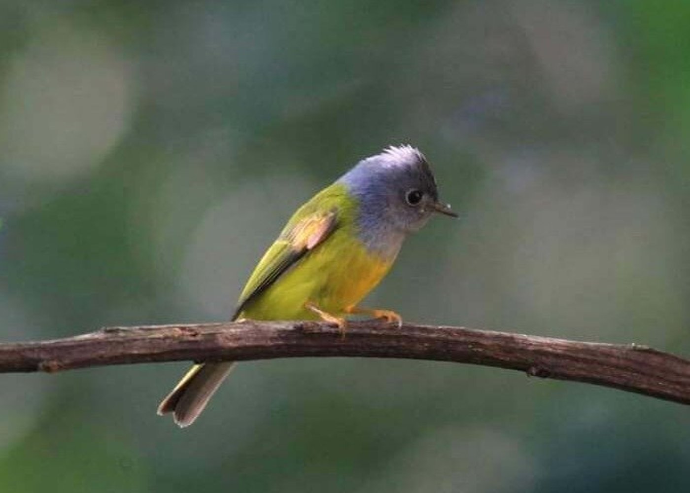 Vogelfotografie-Tour Doi Inthanon - 6