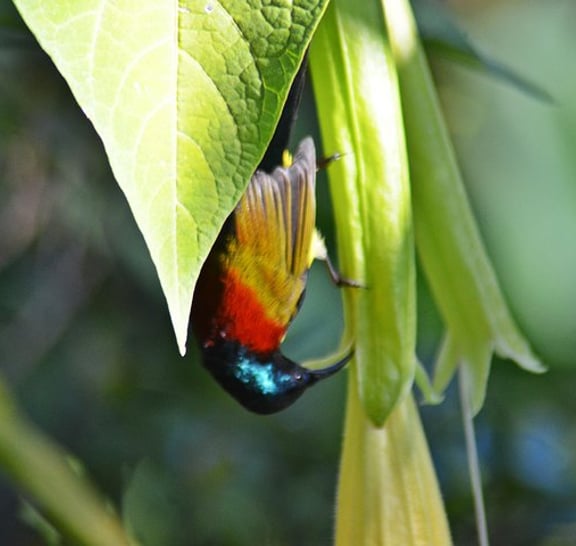 Bird Watching Doi Inthanon