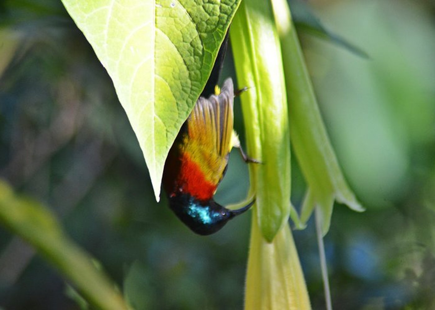 Vogelbeobachtung Doi Inthanon - 14