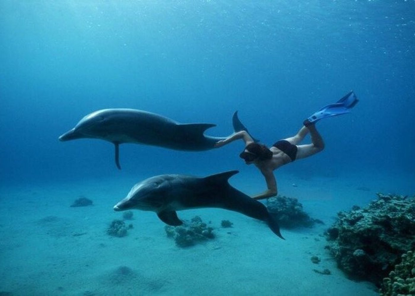 Premium VIP Dolphin House Przygoda ze snorkelingiem & Lunch - Hurghada - 25