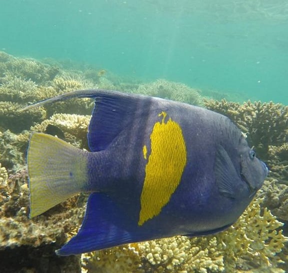 Snorkeling Trip to Utopia Island in Safaga from Luxor