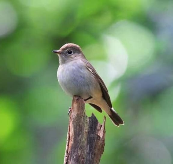 Birds Photograph Tour Doi Inthanon