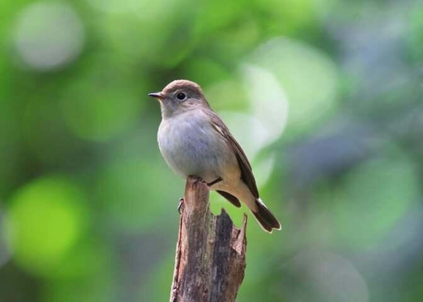 Vogelfotografie-Tour Doi Inthanon - 5