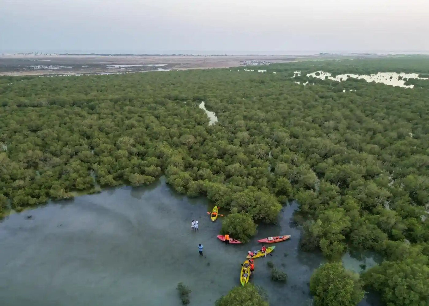 Mangrove Kayaking in Qatar - Al Thakhira Forest & Purple Island - 2