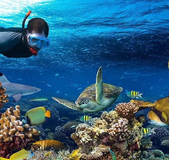 Full Day Snorkeling Trip to the Red Sea in Safaga from Luxor