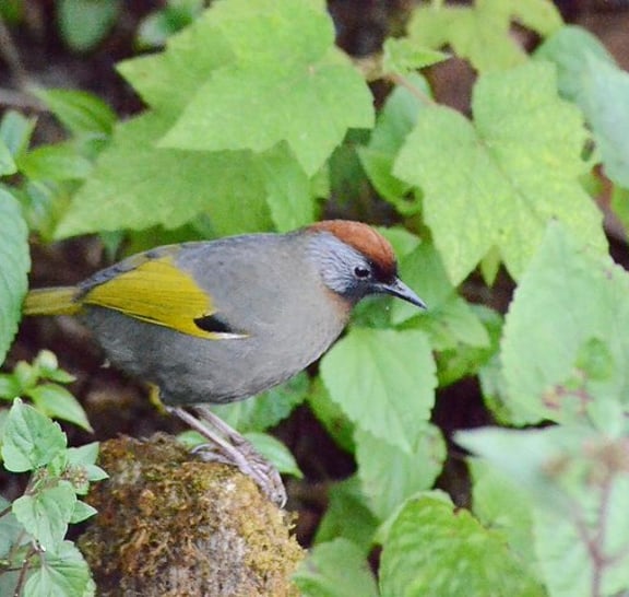 Mount Doi Inthanon Hiking & Bird Watching