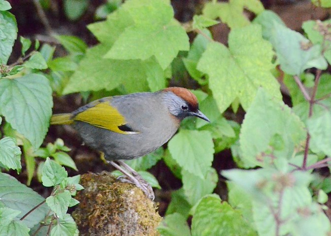 Mount Doi Inthanon Wandern & Vogelbeobachtung - 9