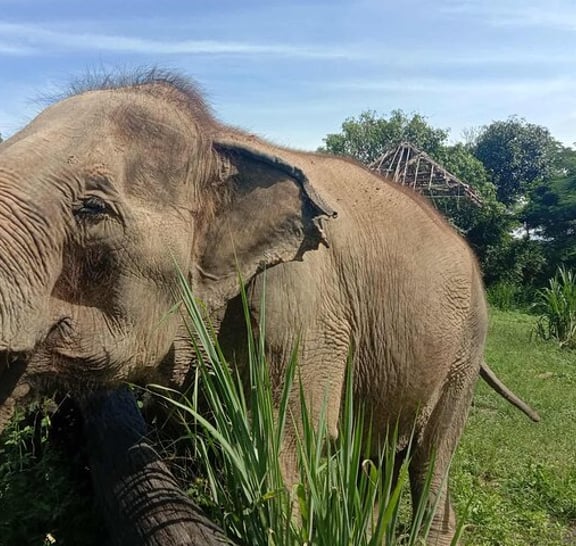 Combo Tour in Elephant Sanctuary, Sticky Waterfall, Angle Land