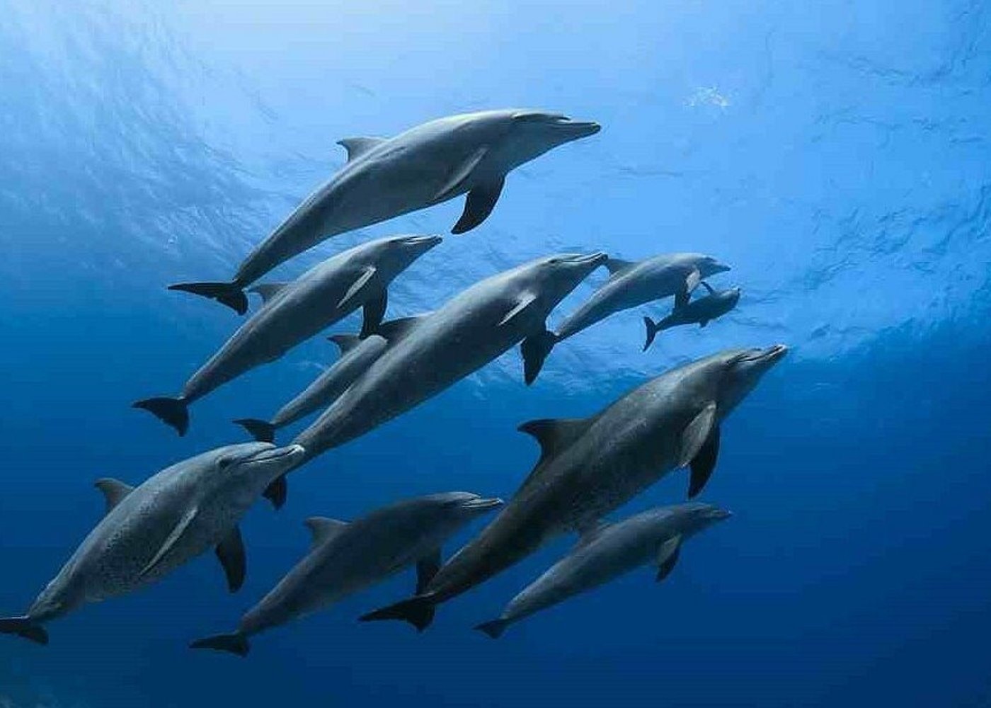 Premium VIP Dolphin House Przygoda ze snorkelingiem & Lunch - Hurghada - 9