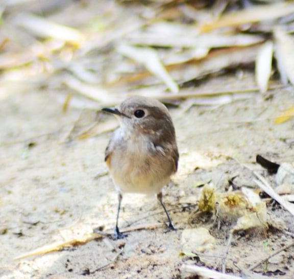 Birds Photograph Tour Doi Inthanon