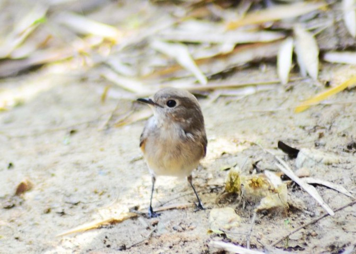 Vogelfotografie-Tour Doi Inthanon - 7