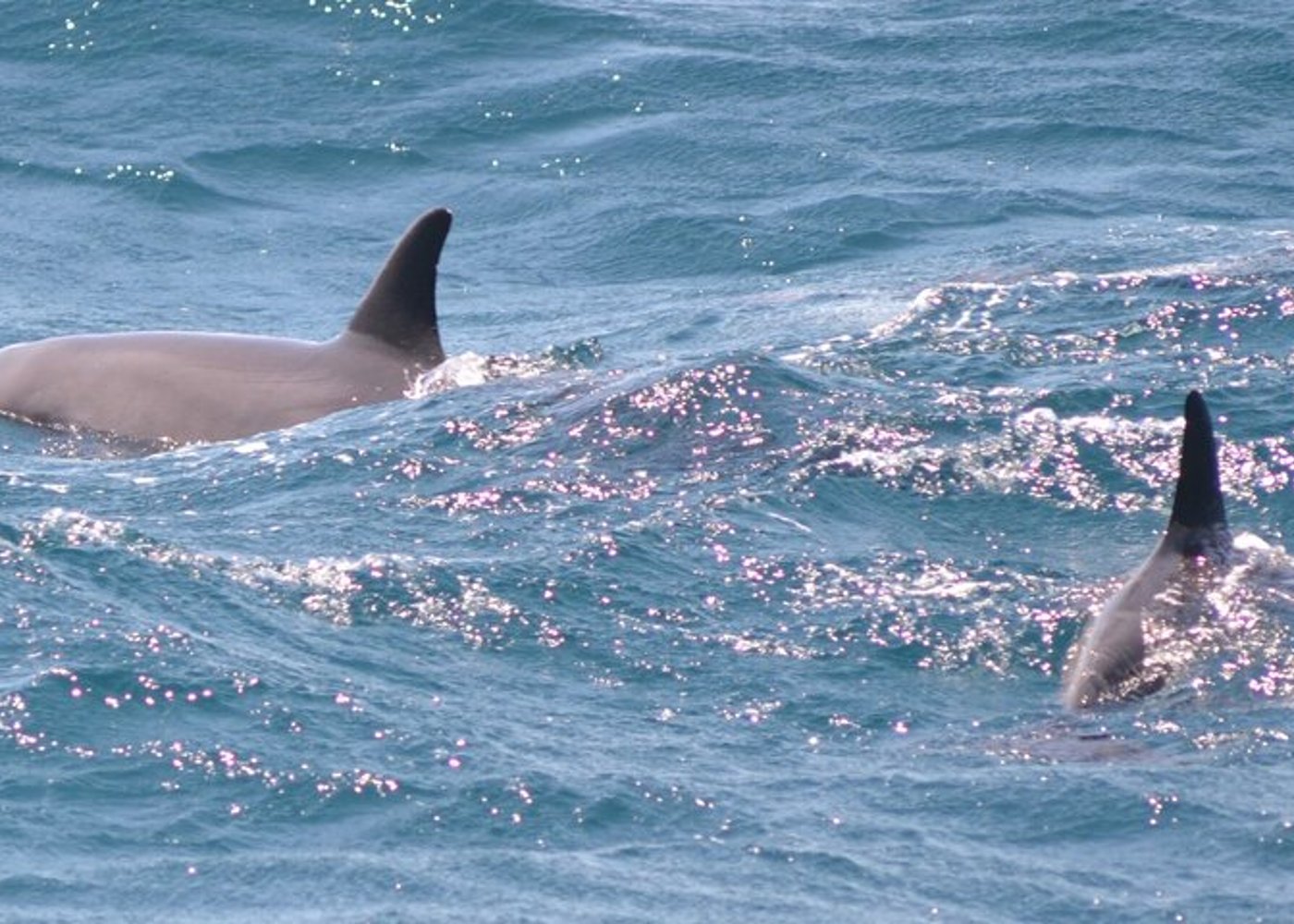 Premium VIP Dolphin House Przygoda ze snorkelingiem & Lunch - Hurghada - 38