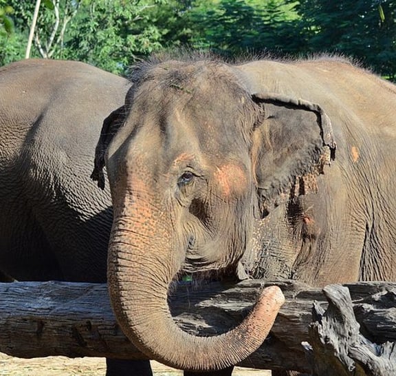 Experience Elephant Sanctuary + Sticky Waterfall