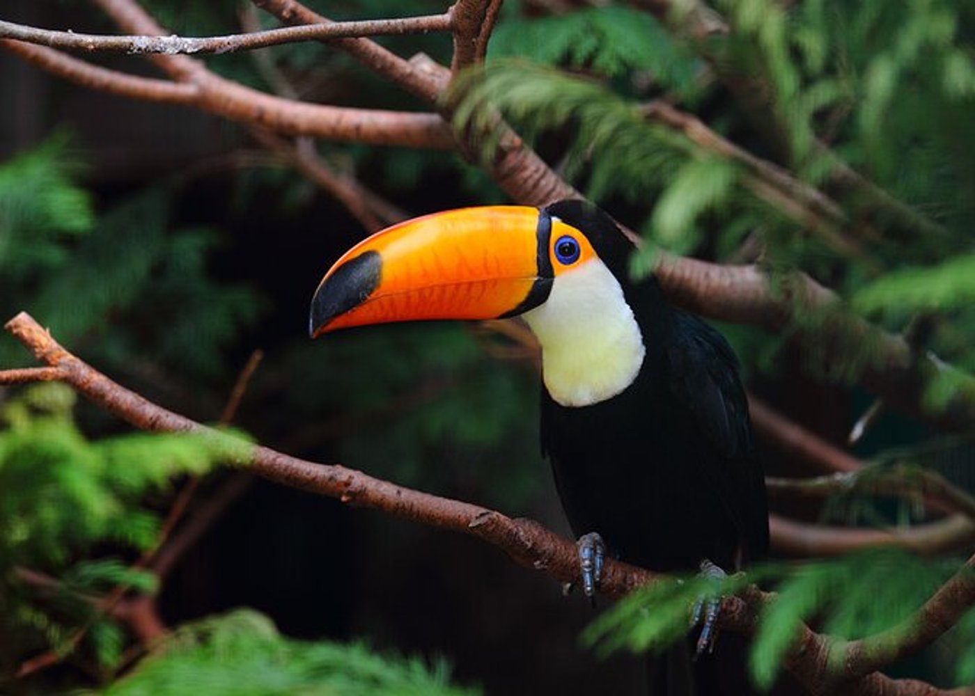 Tijuca's National Park - Eco Hiking Tour - 7