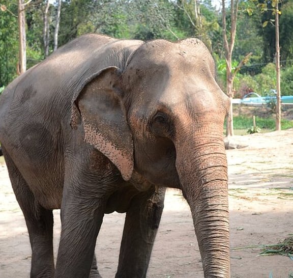 Half-day Ethnic Elephant Sanctuary and Bee Farm