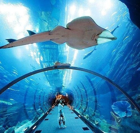 Dubai Aquarium und Unterwasser-Zoo plus Pinguin-Bucht Tickets