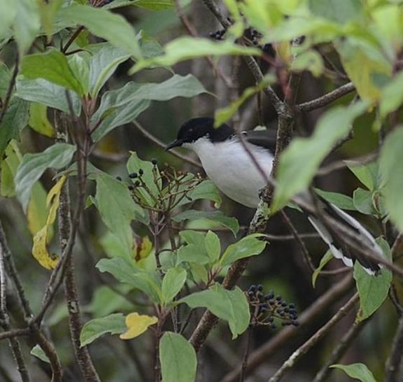 Bird Watching Doi Inthanon