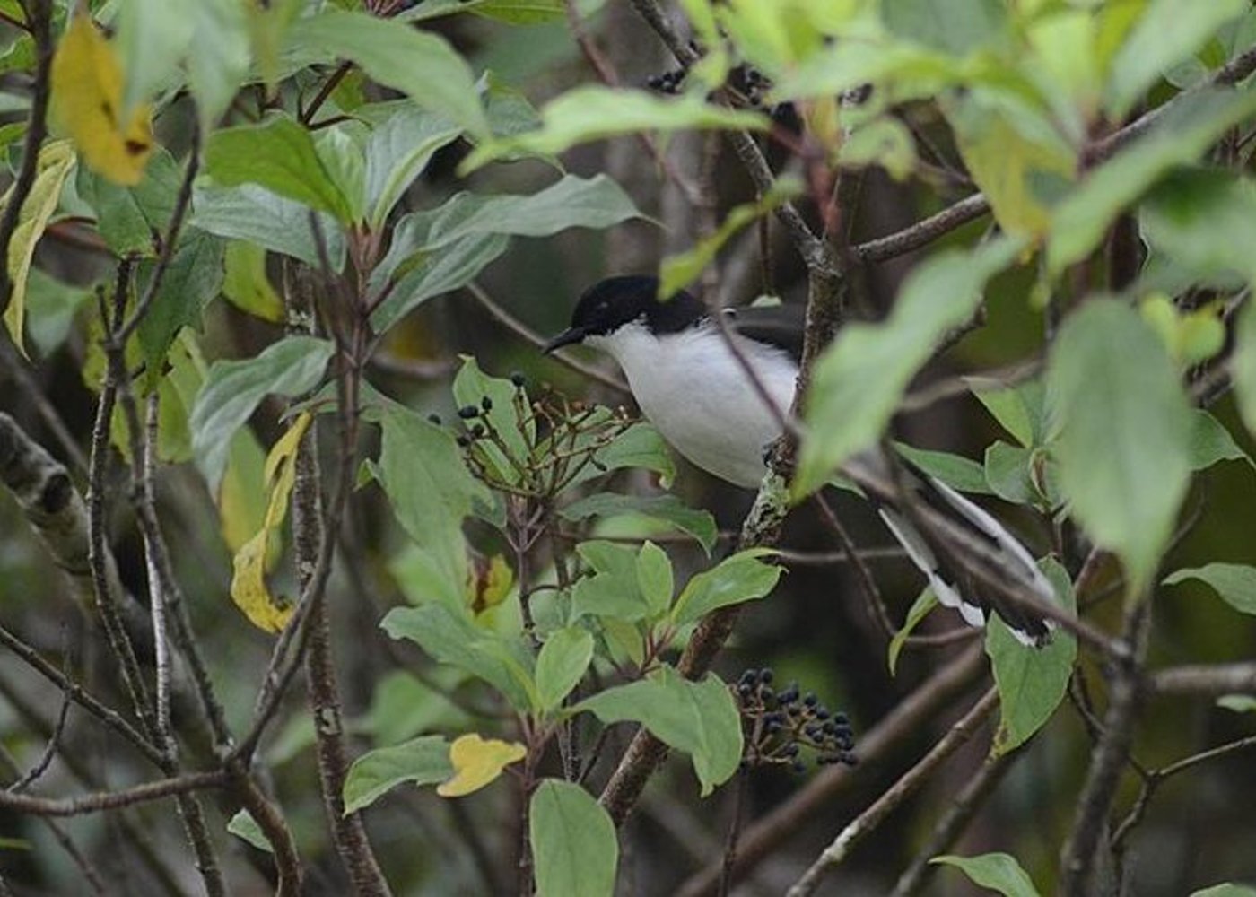 Vogelbeobachtung Doi Inthanon - 5