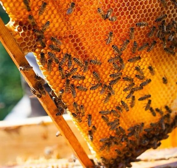 Half-day Ethnic Elephant Sanctuary and Bee Farm