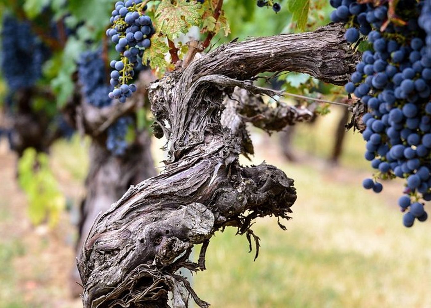 Madrid Weinverkostung Private Tour mit Weinexperten - 8