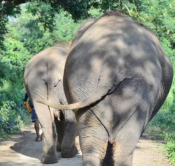 Experience Elephant Sanctuary + Sticky Waterfall