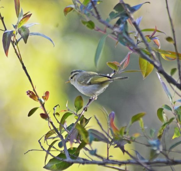 Bird Watching Doi Inthanon
