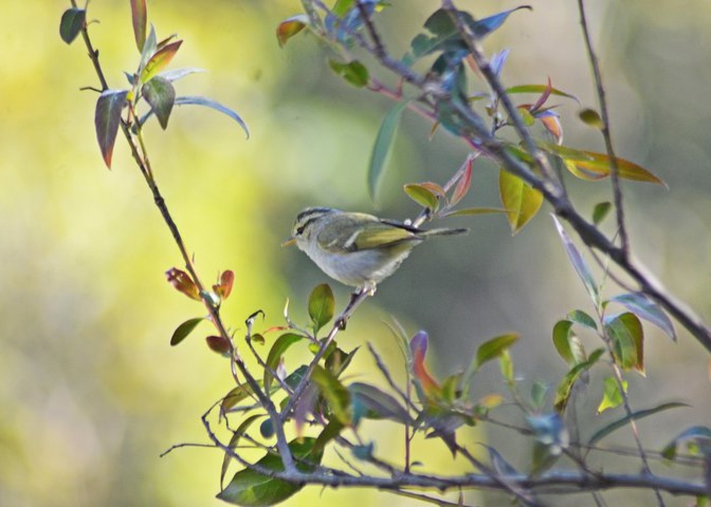 Vogelbeobachtung Doi Inthanon - 16