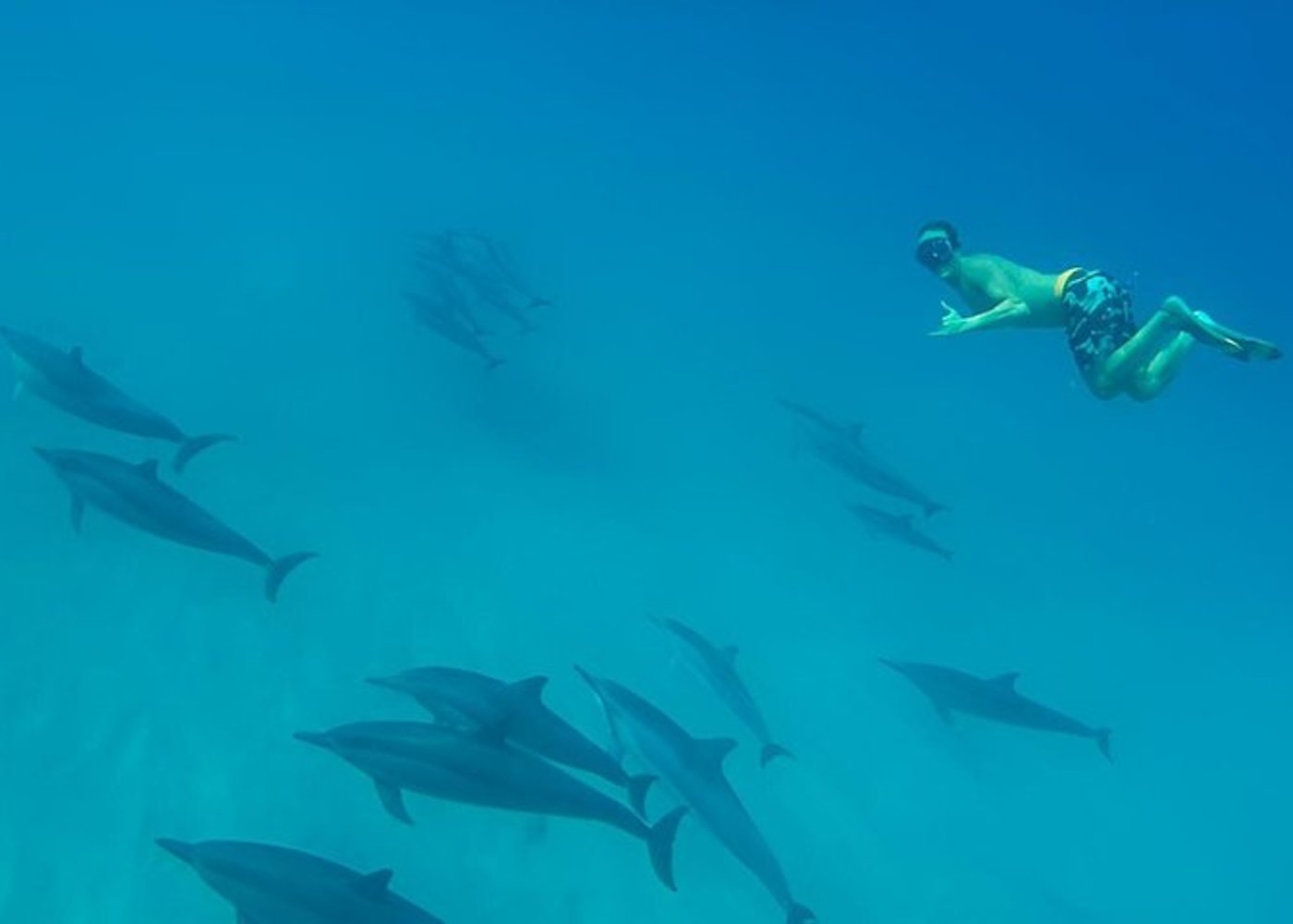 Premium VIP Dolphin House Przygoda ze snorkelingiem & Lunch - Hurghada - 18