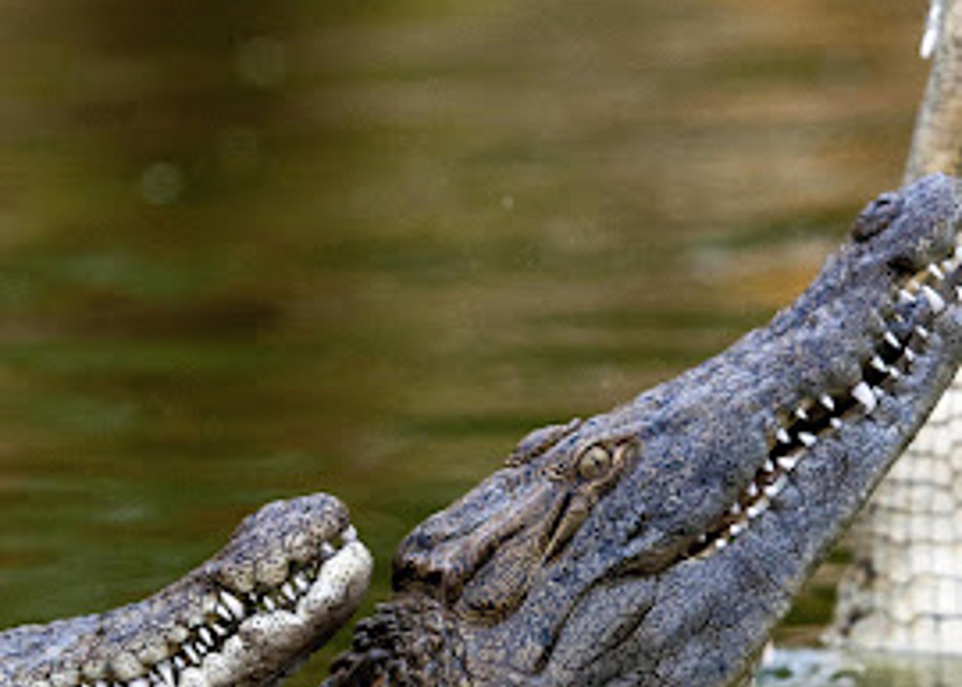 Dubai Crocodile Park, Dubai Mall Shopping, Burj Khalifa 124/125th floor and Musical Fountain Show tour with Private Transfers - 8