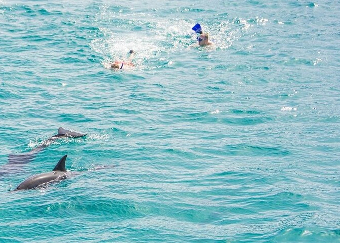 Premium VIP Dolphin House Przygoda ze snorkelingiem & Lunch - Hurghada - 14