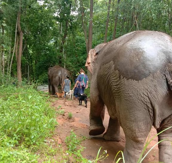Safari trip
Elephant sanctuary
Sticky waterfall
Bamboo rafting