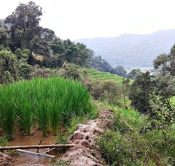 Doi Inthanon at afternoon and Hiking